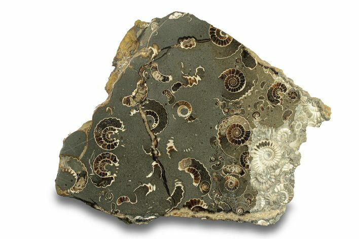 Polished Ammonite (Promicroceras) Slice - Marston Magna Marble #279457